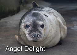 Angel Delight