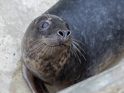 Angus - 14th January 2026 in rehab pool