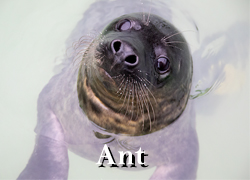 Ant