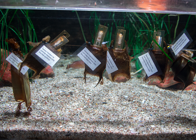 Hunstanton Sea Life - Aquarium