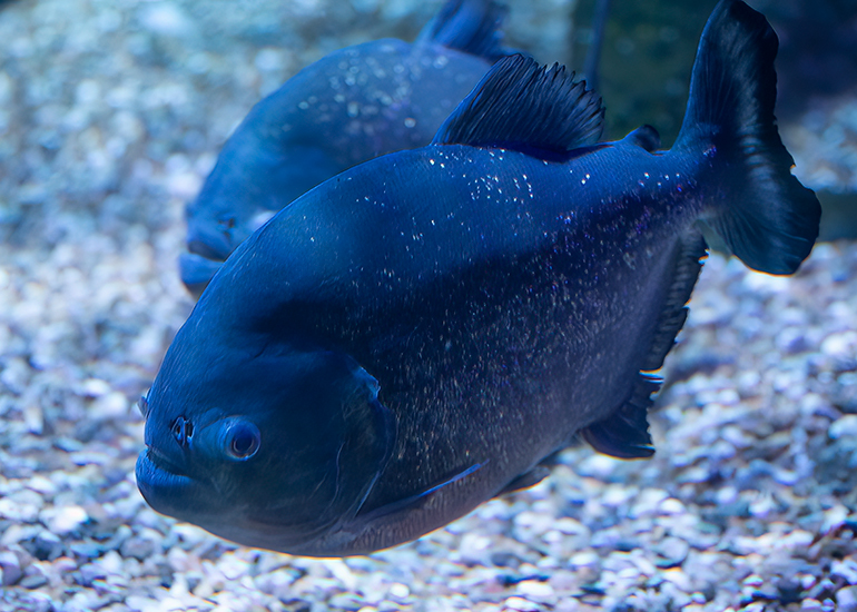 Hunstanton Sea Life - Aquarium