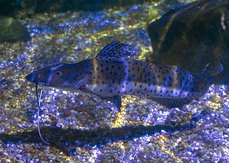 Hunstanton Sea Life - Aquarium
