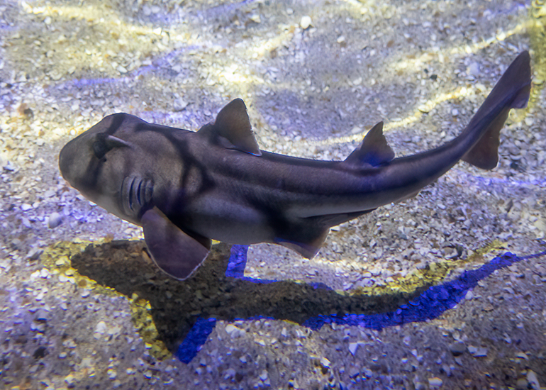 Hunstanton Sea Life - Aquarium