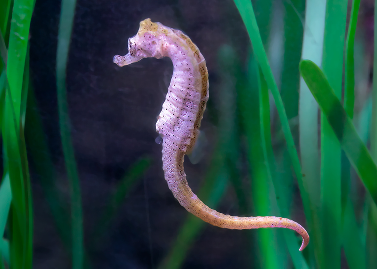 Hunstanton Sea Life - Aquarium