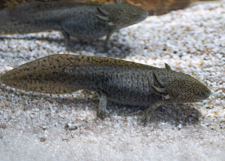 Hunstanton Sea Life - Aquarium