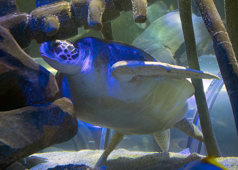 Hunstanton Sea Life - Aquarium