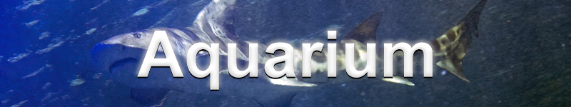 Aquarium banner