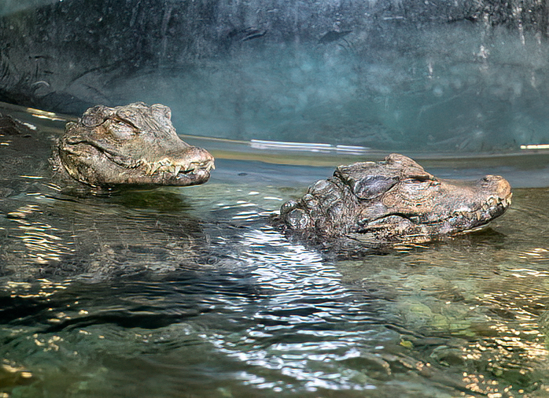 Cuviers Dwarf Caimen Crocodiles