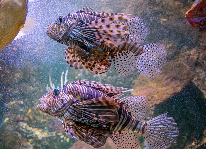 Lionfish