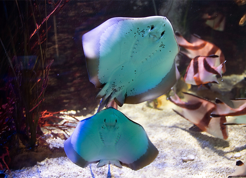 Thornback Ray
