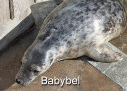 Babybel