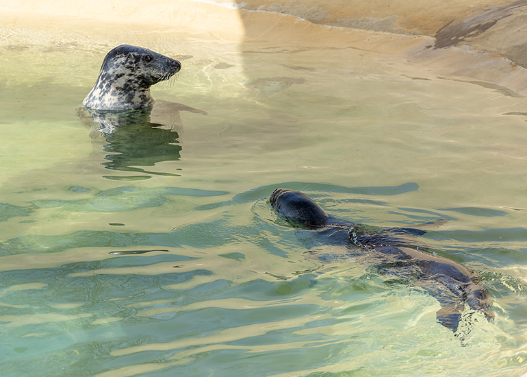 Atlanta and Banana
