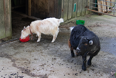 Bertie and Marvin