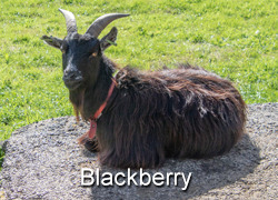 Blackberry