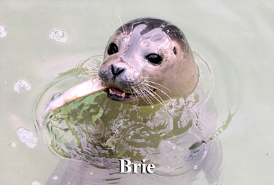 Brie - 29th September 2026