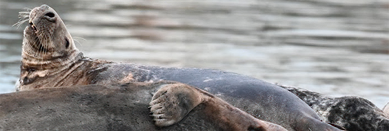 Photo Credit - Sarah Greenslade - The Seal Project
