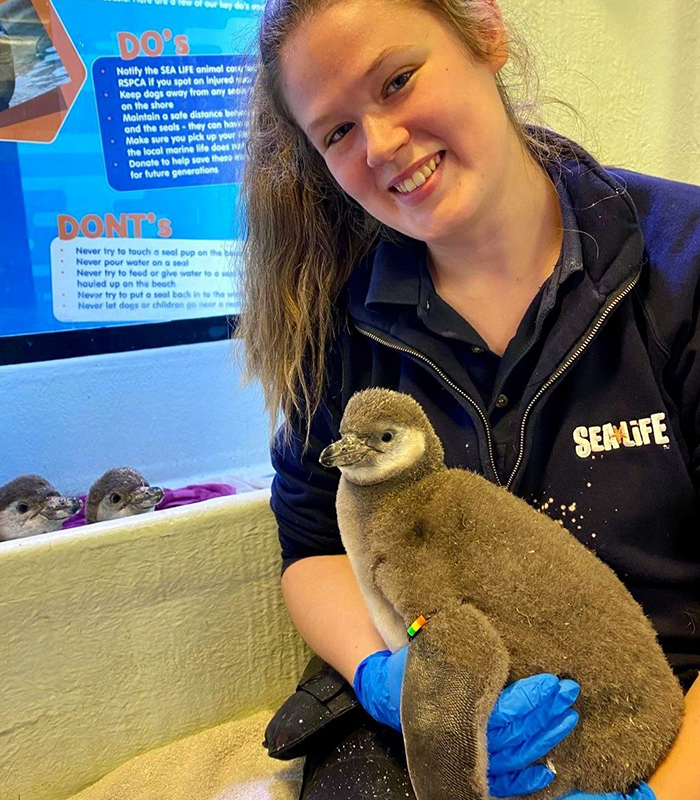 Penguin chick