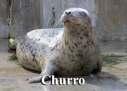 Churro