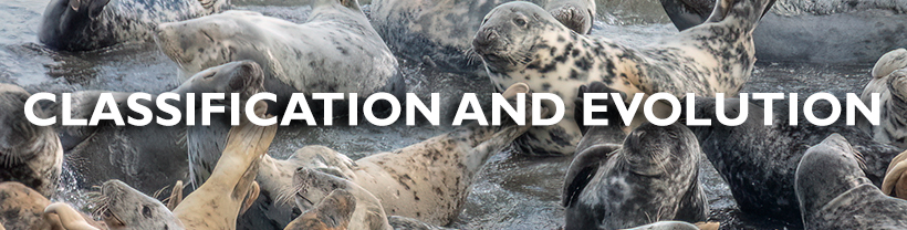 CLASSIFICATION AND EVOLUTION