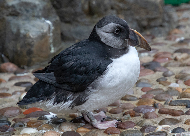 Cliff - Puffin