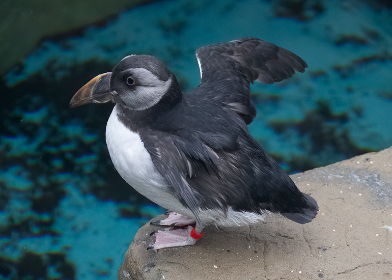 Cliff - Puffin