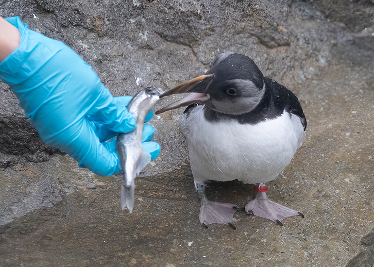 Cliff - Puffin