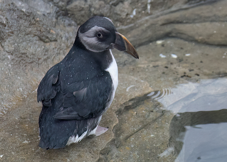 Cliff - Puffin