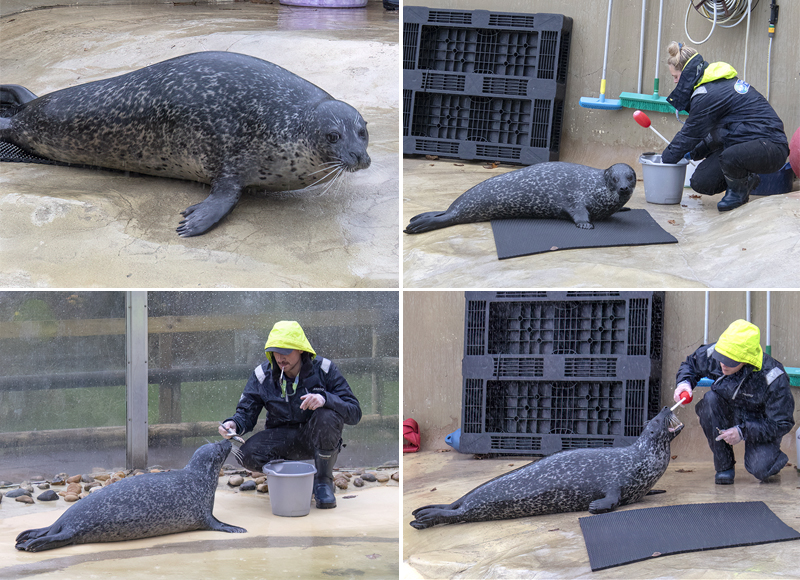 Common Seals