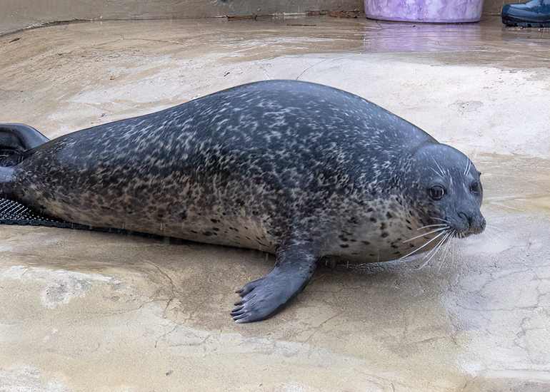 Resident Common Seals