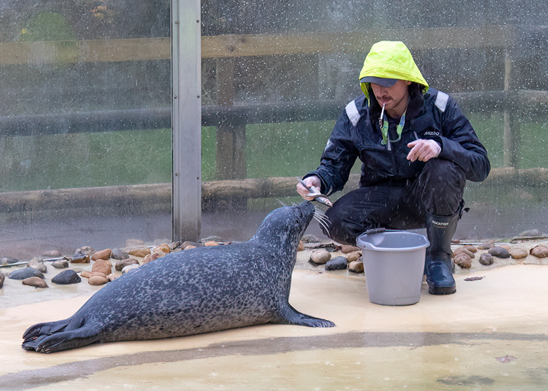 Resident Seals