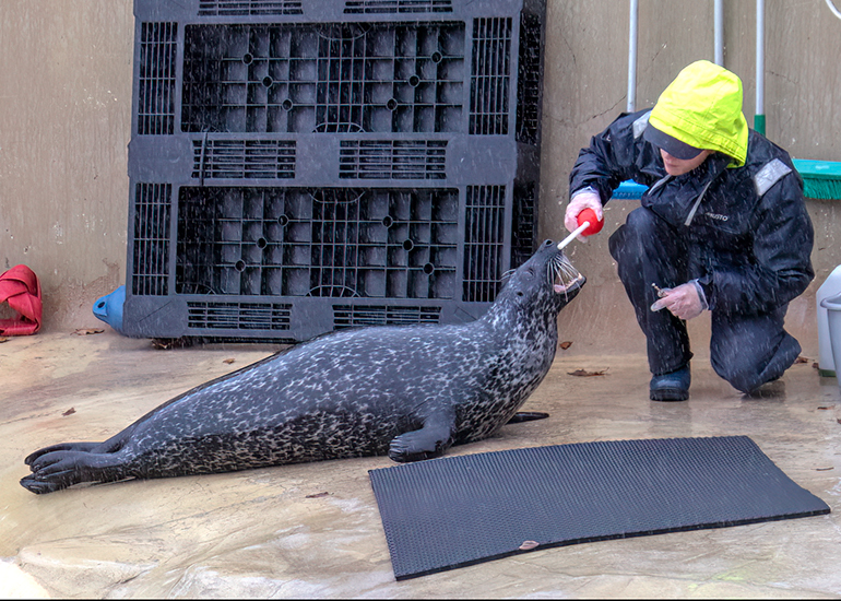 Resident Seals