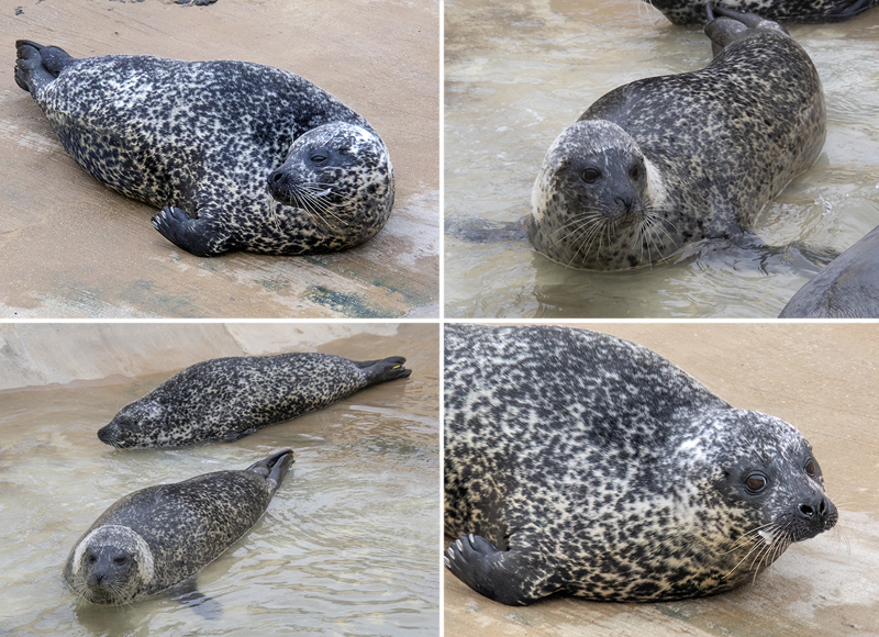 Common Seals