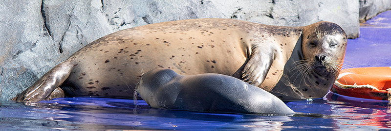 A Common seal pup suckling