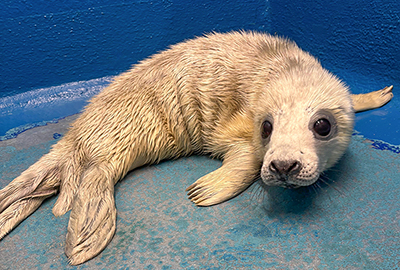Cream Puff - Photo Credit - Heather - Animal Care Team