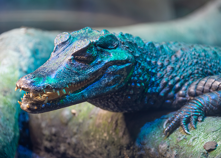 Hunstanton Sea Life - Aquarium