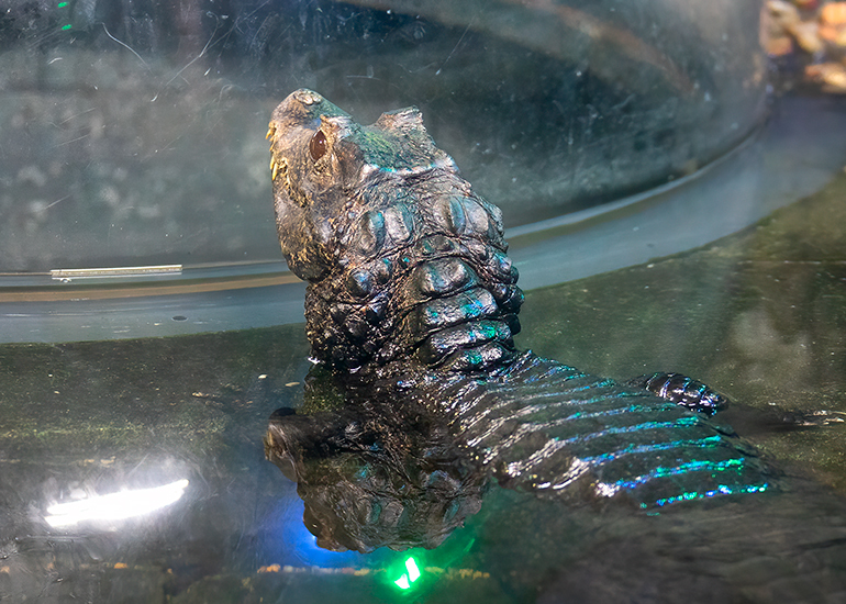 Hunstanton Sea Life - Aquarium