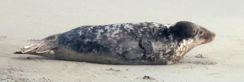 David Tennant -  Photo credit : Joyce Williams