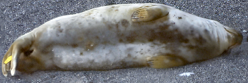 Emma Stone - 13th March 2025 - Photo Credit - Cornwall Seal Group Research Trust