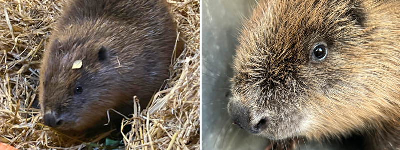A Christmas Surprise for Turnip - Female Beaver Kit Arrives at the Cornish Seal Sanctuary