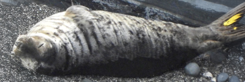 Photo Credit - Sue Sayer MBE, Kate Hockley and Rhae Walter - CSGRT 