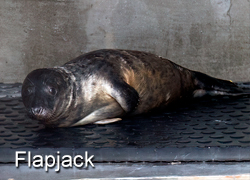 Flapjack