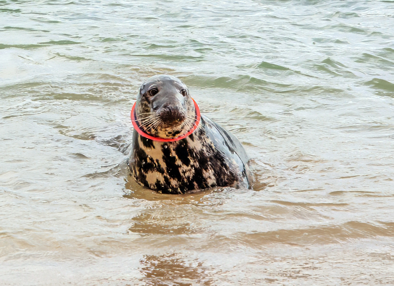 Flying ring around a seal - Photo Credit : Cornish Seal Sanctuary