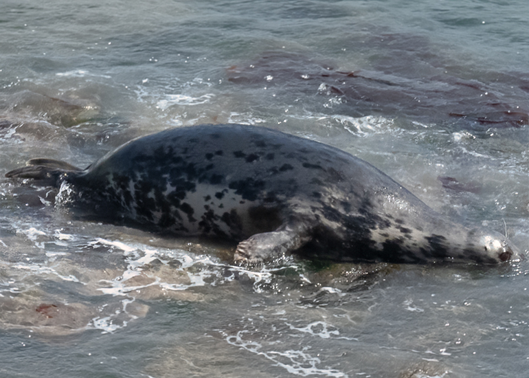 Fortune - Photo Credit : Jeremy Gilson - Seal Research Trust