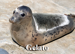 Gelato