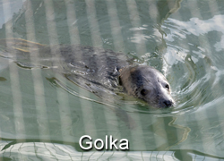 Golka