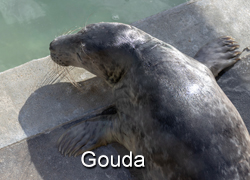Gouda