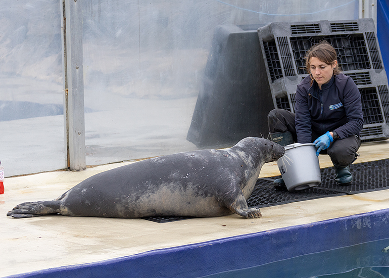 Grey Seals