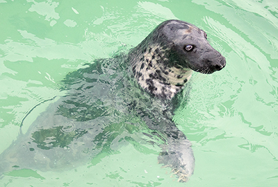 Cornish Seal Sanctuary
