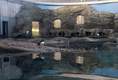 Puffin