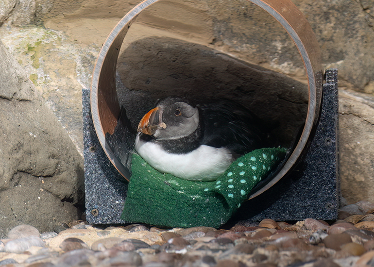 Puffin